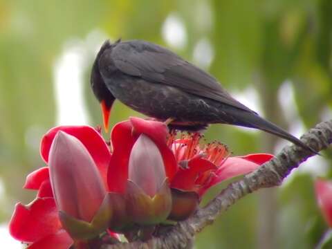 Image de Bulbul noir