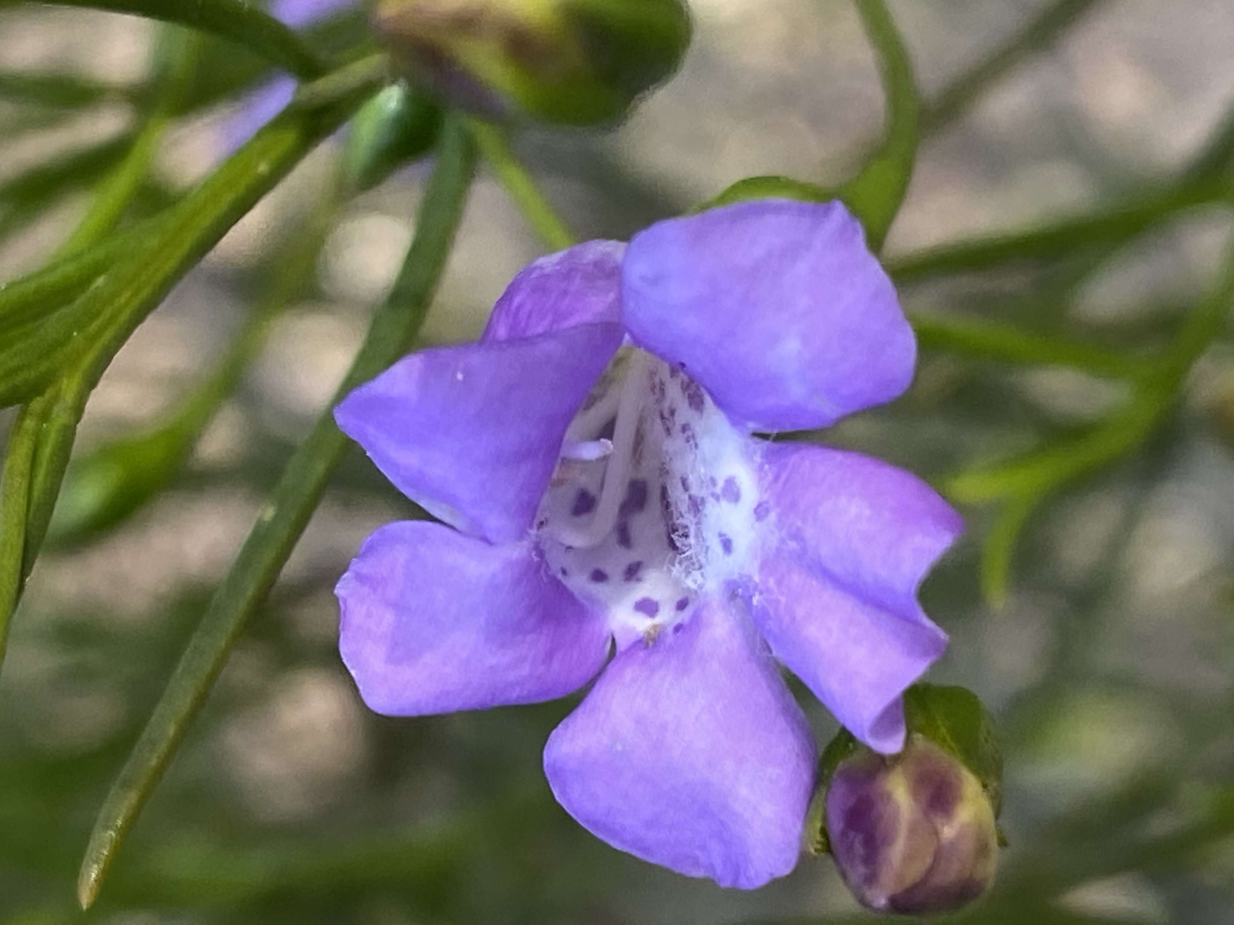 Image de Eremophila drummondii F. Muell.