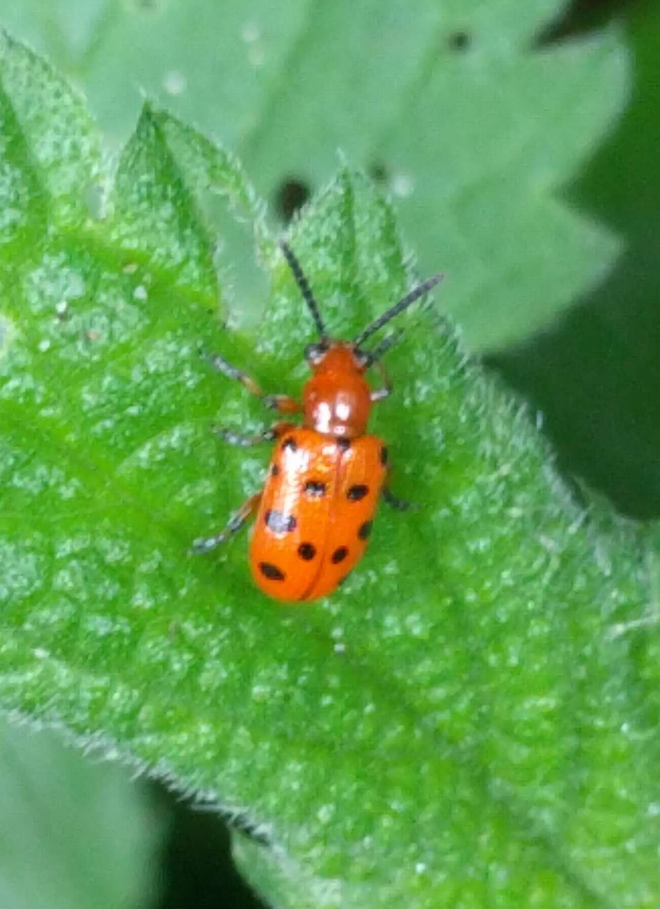 Image of Spotted asparagus beetle