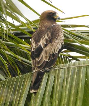 Image of Booted Eagle