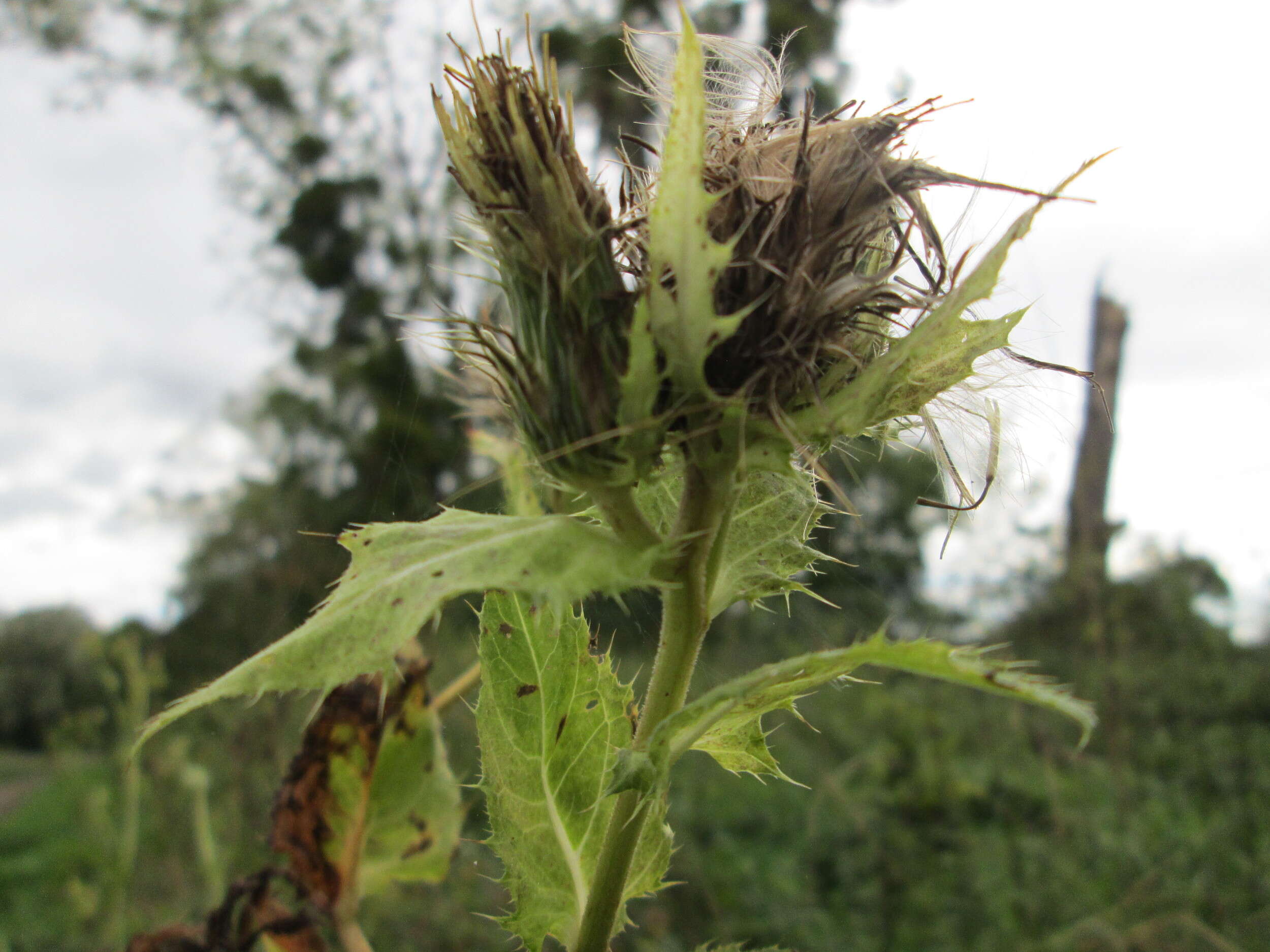 Image of Cabbage Thistle