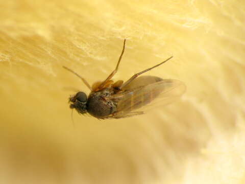 Image of Scuttle fly