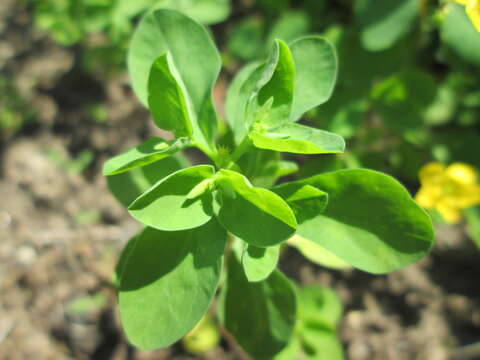 Image of cancer weed