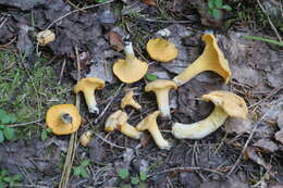 Image of Chanterelle