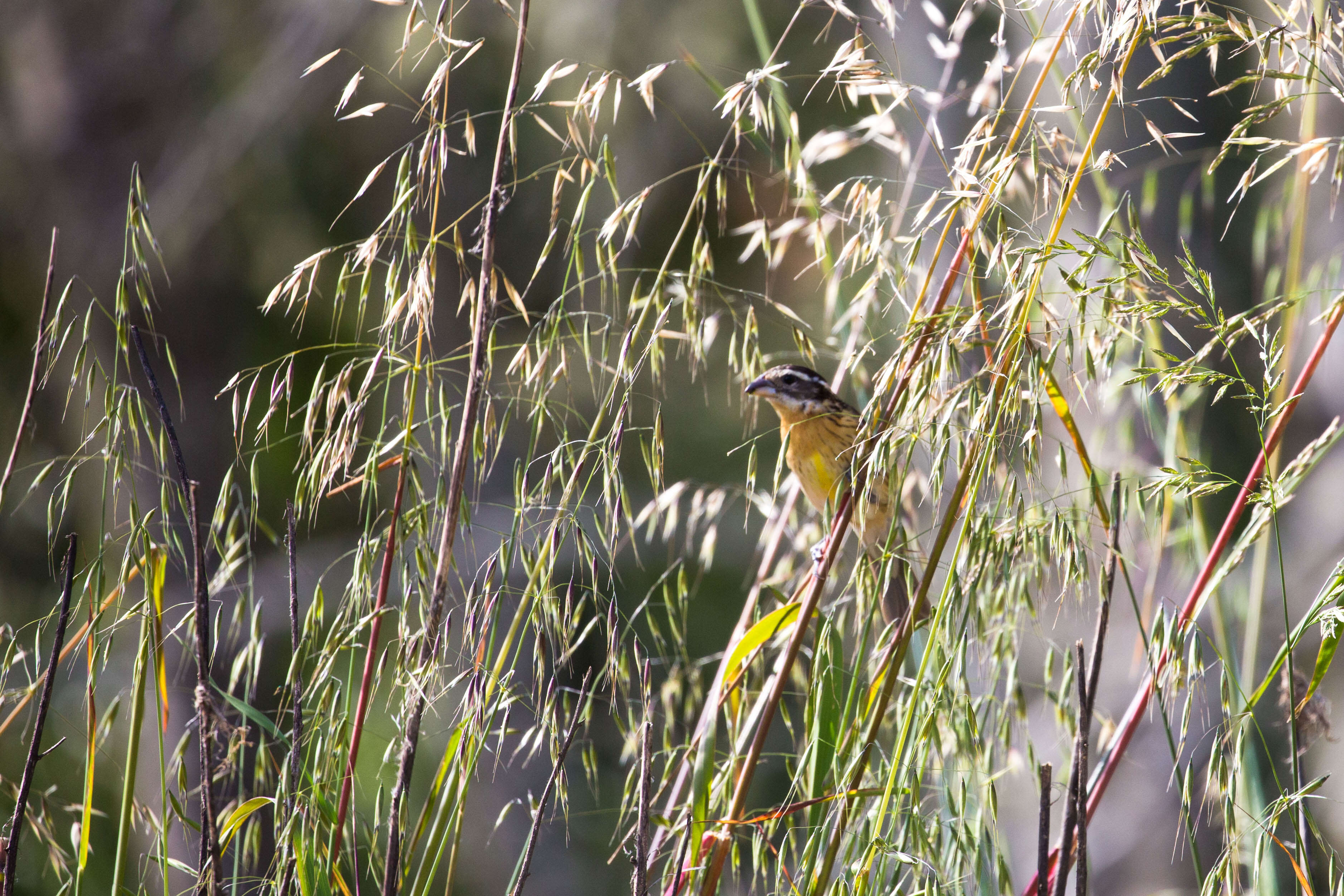 Image of Black-headed Grosbeak