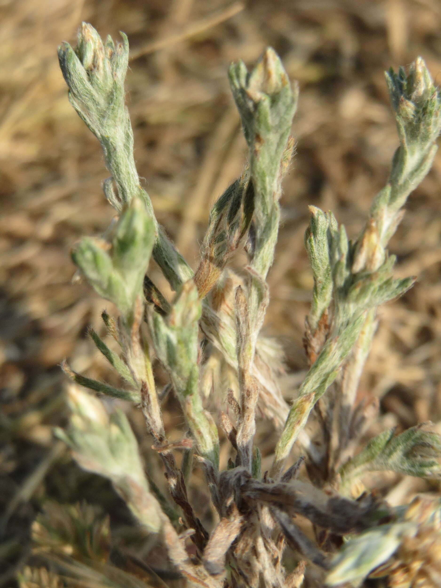 Image of field cudweed