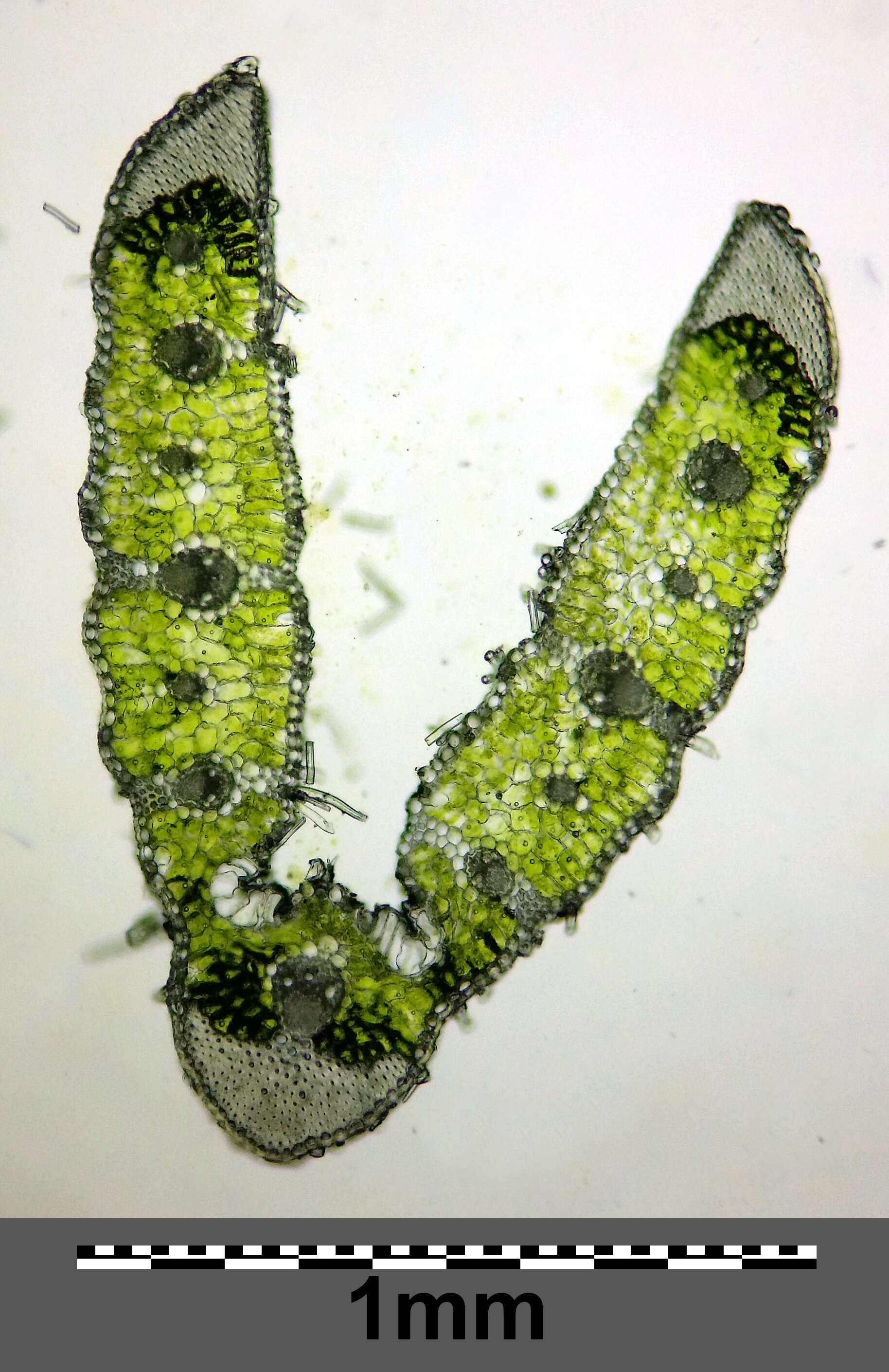 Image of Helictochloa pratensis (L.) Romero Zarco