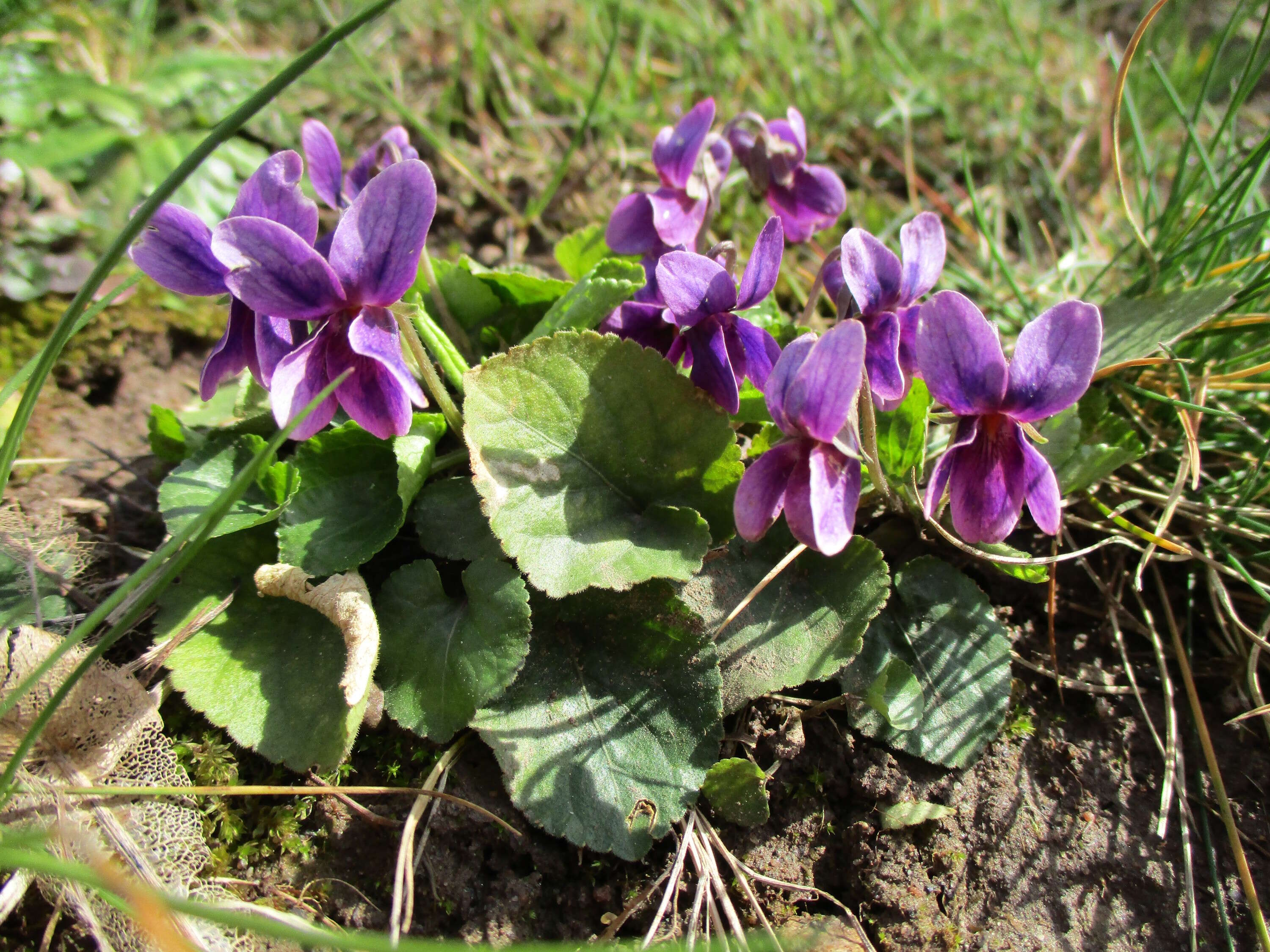 Image of sweet violet