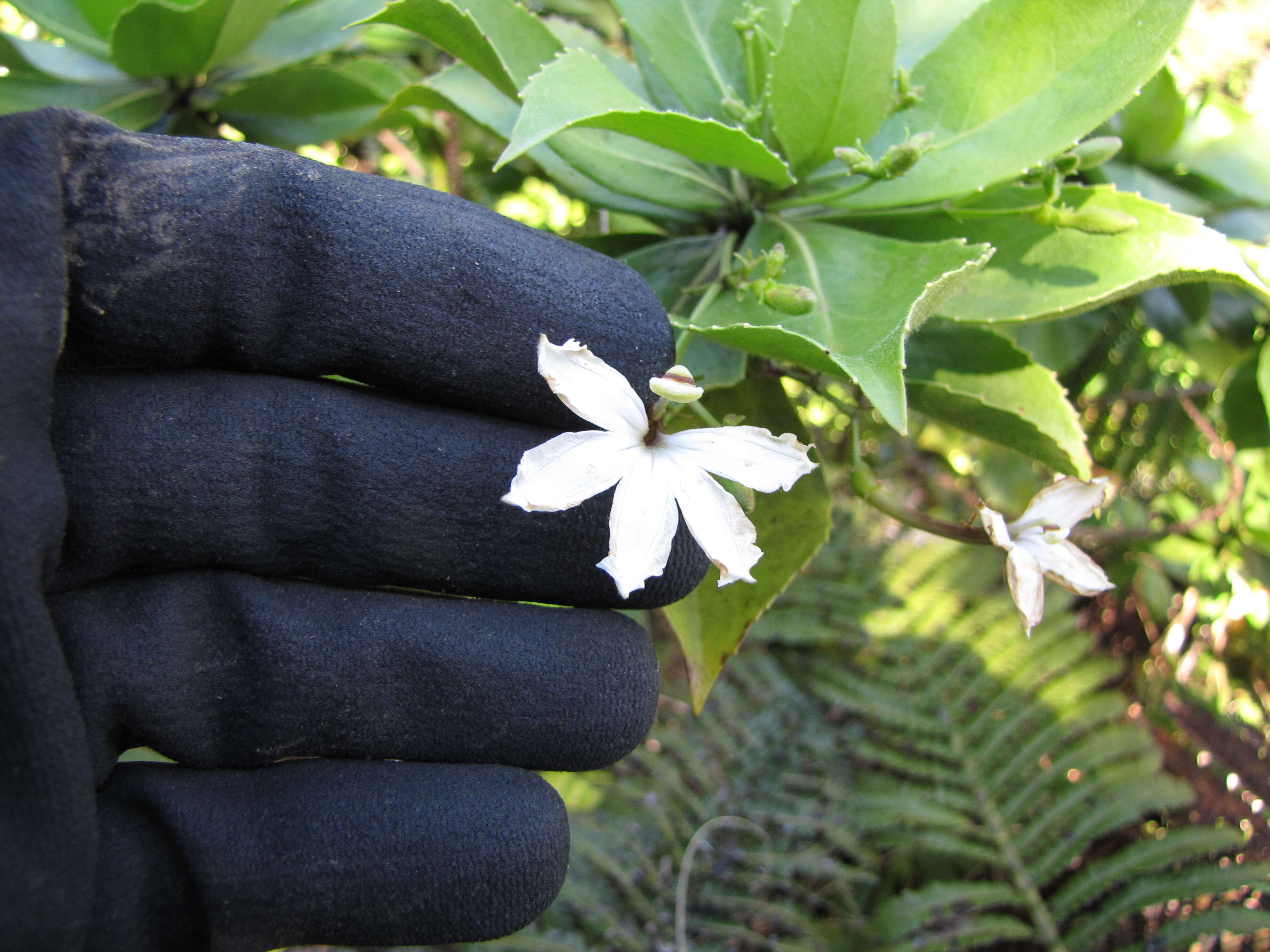 Imagem de Scaevola chamissoniana Gaud.