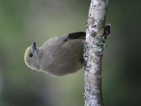 صورة Thraupis palmarum (Wied-Neuwied 1821)