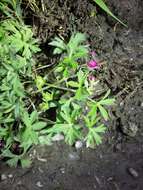 Plancia ëd Geranium dissectum L.