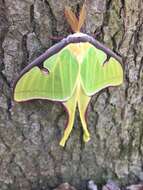 Image of Luna Moth