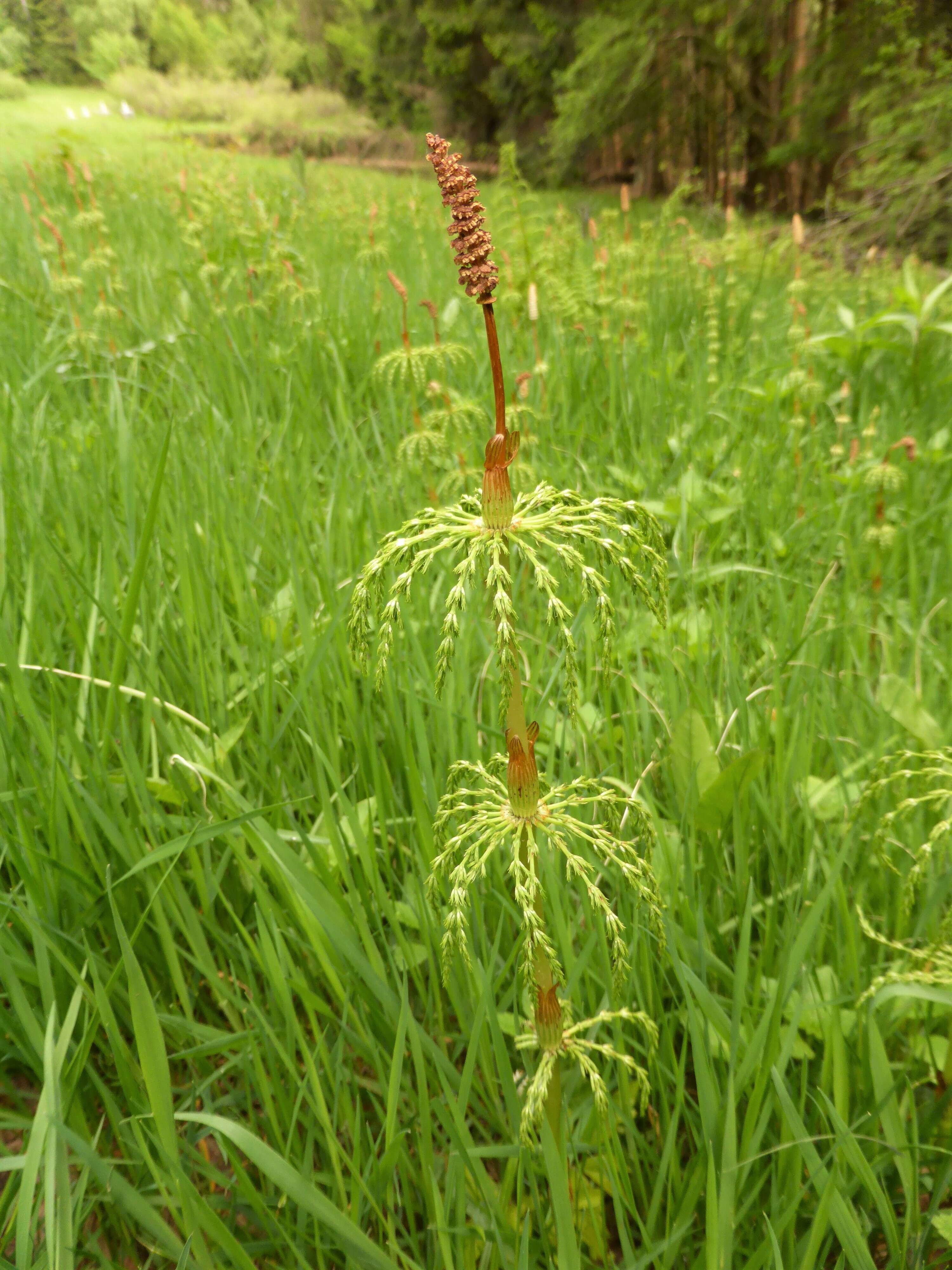 Image of Wood Horsetail