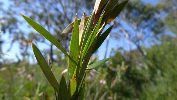 Image of Styphelia triflora Andr.