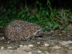 Image of Bare-bellied Hedgehog