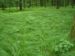 Image of quaking-grass sedge