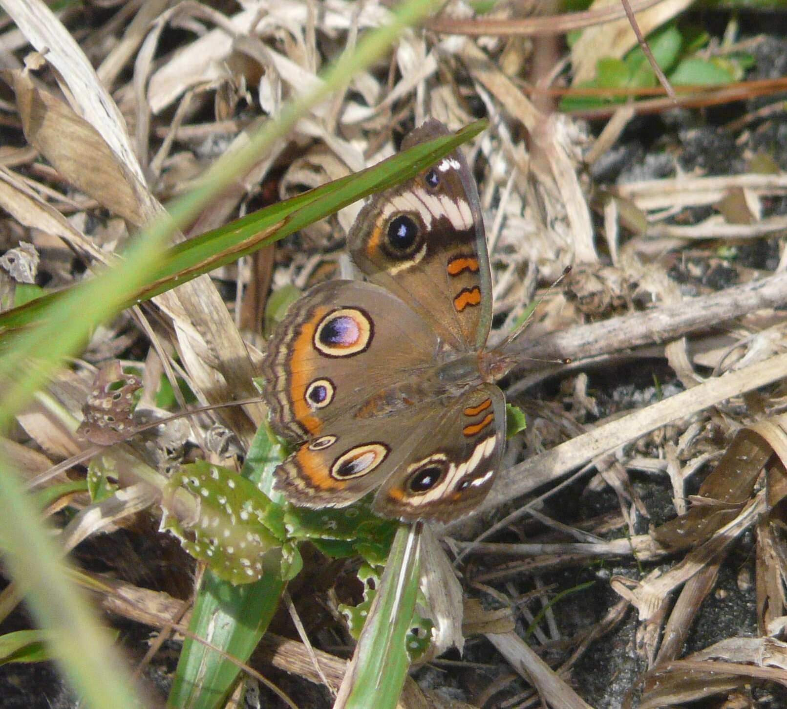 Image of Common buckeye