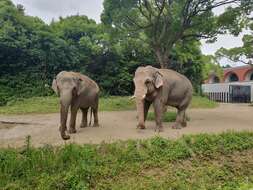 Image of Indian elephant