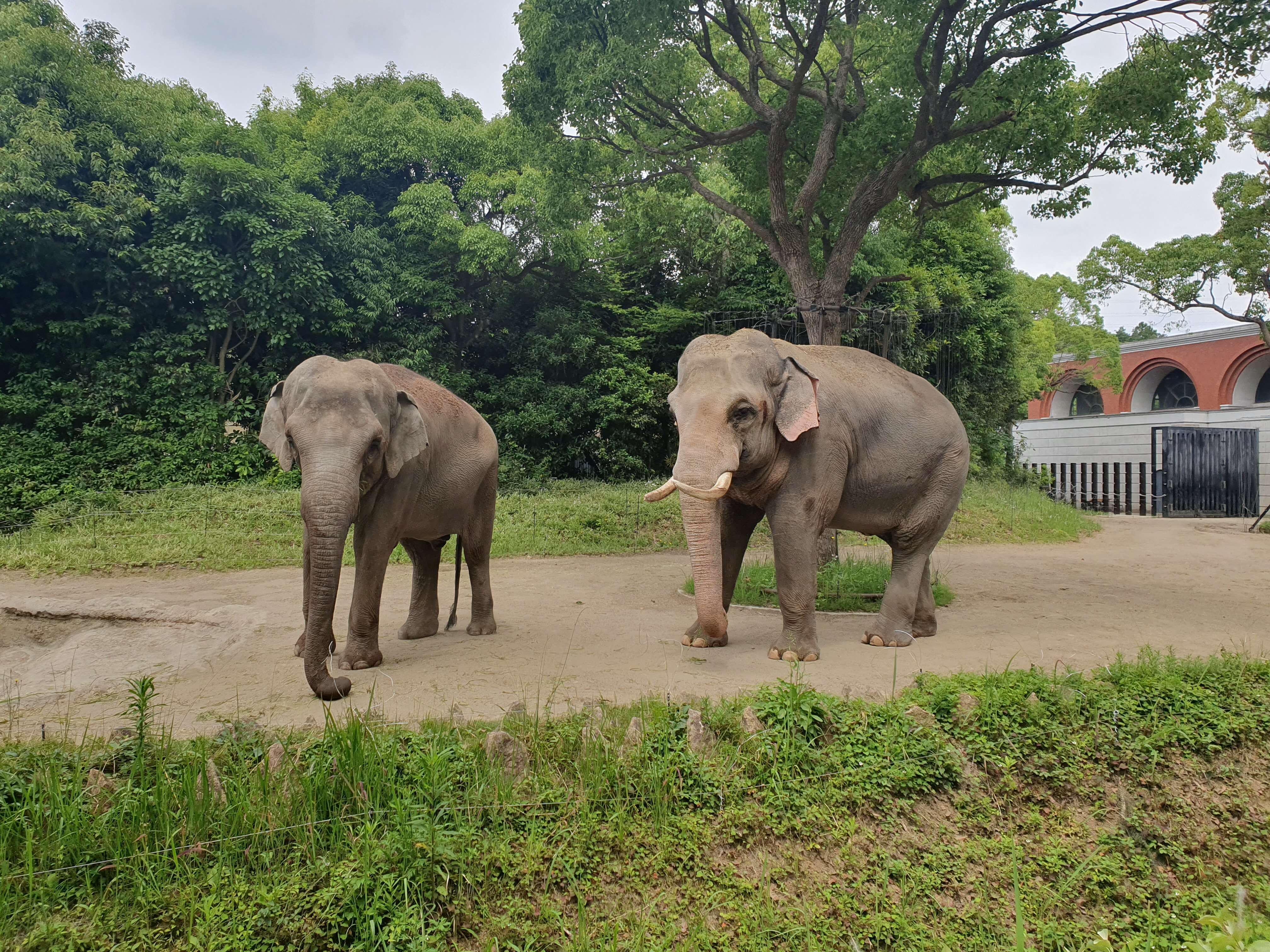 Image of Indian elephant