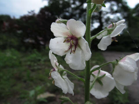 Imagem de Verbascum blattaria L.