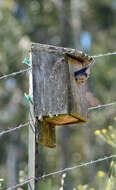 Image of Western Bluebird