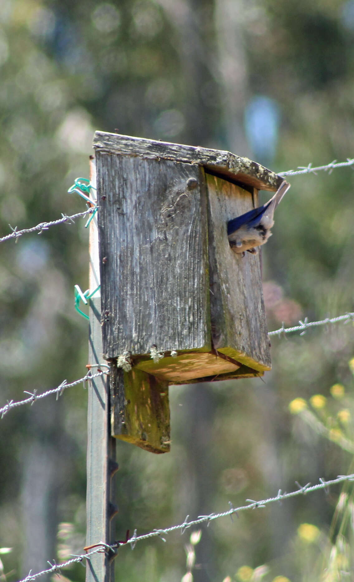 Image of Western Bluebird