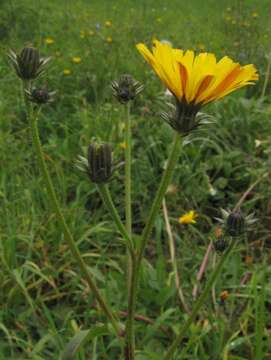 Image of hawkweed oxtongue