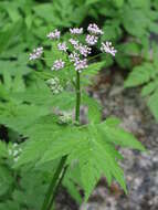 Image of Chaerophyllum hirsutum L.