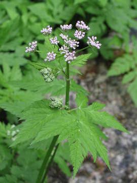 Image of Chaerophyllum hirsutum L.