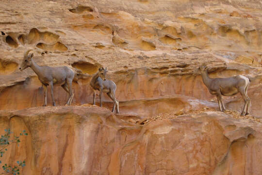 Image of Desert bighorn sheep