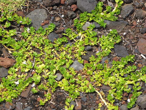 Plancia ëd Bacopa monnieri (L.) Pennell