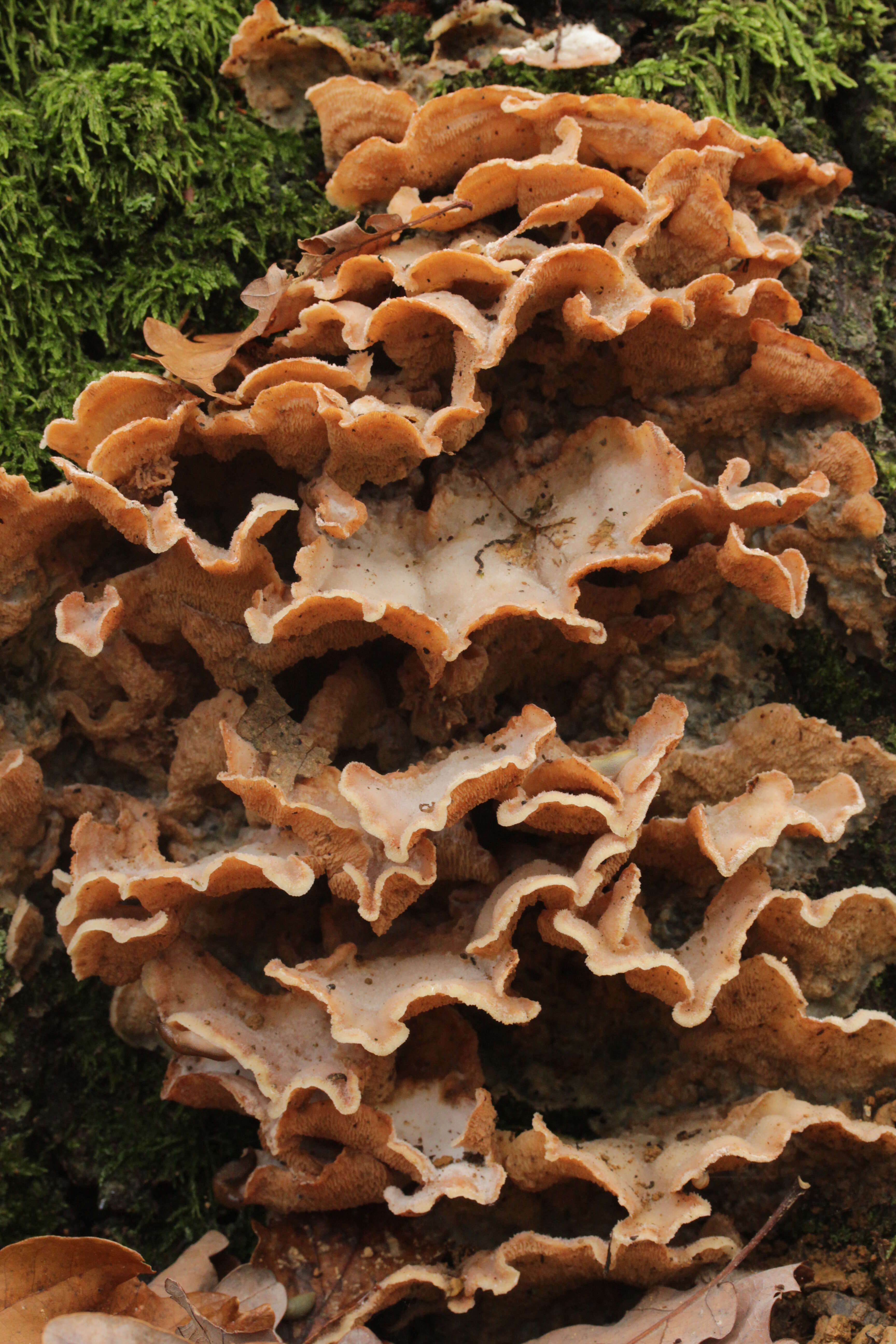 Image of Phlebia tremellosa (Schrad.) Nakasone & Burds. 1984