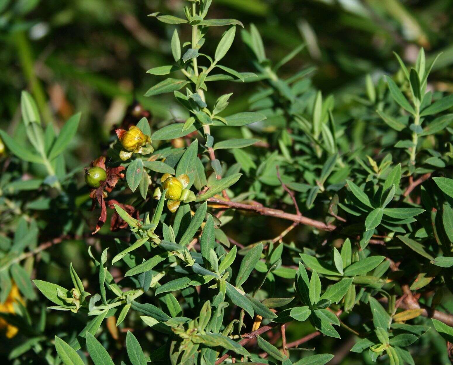 Image of Hypericum revolutum Vahl