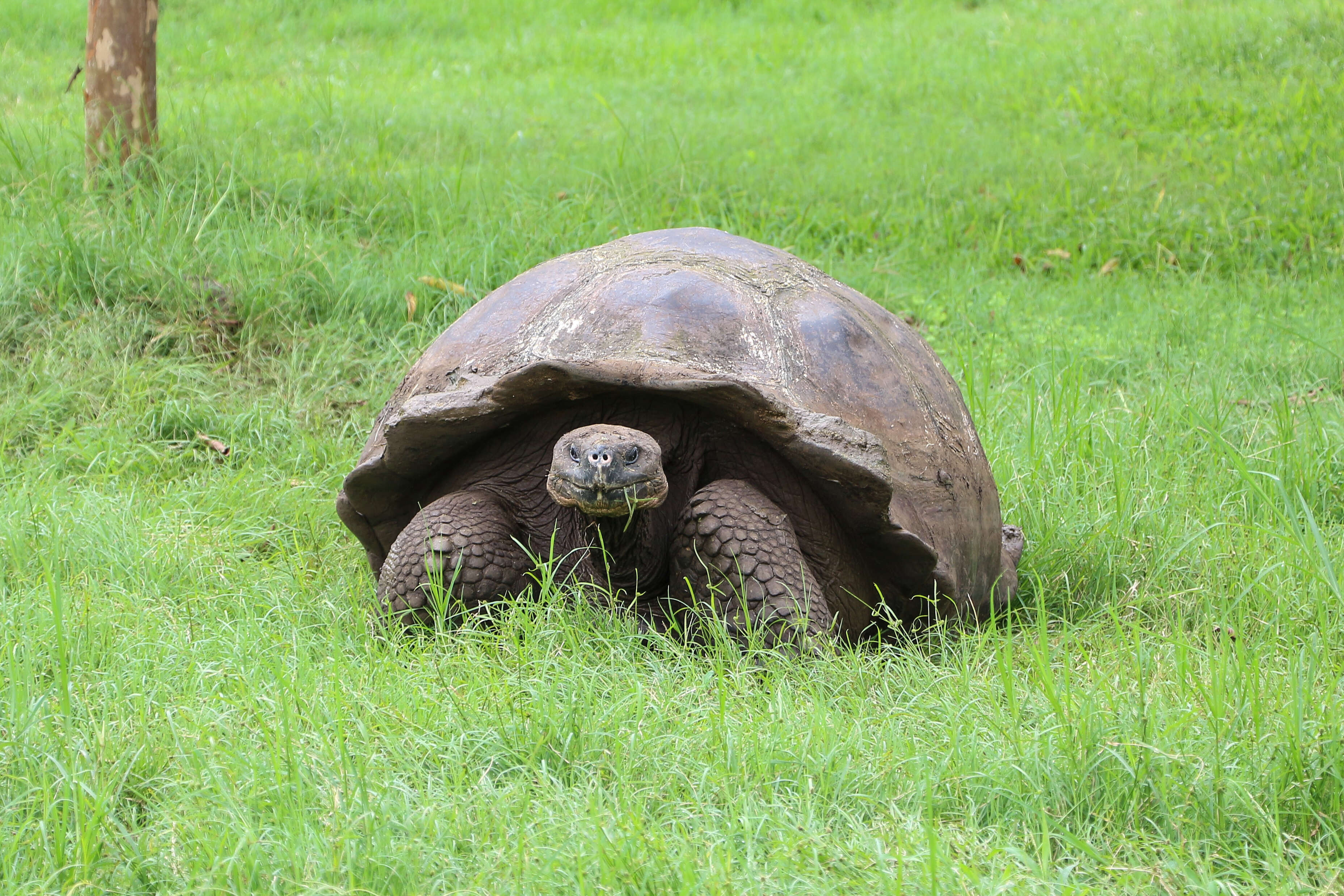 Image of Galapagos giant tortoise