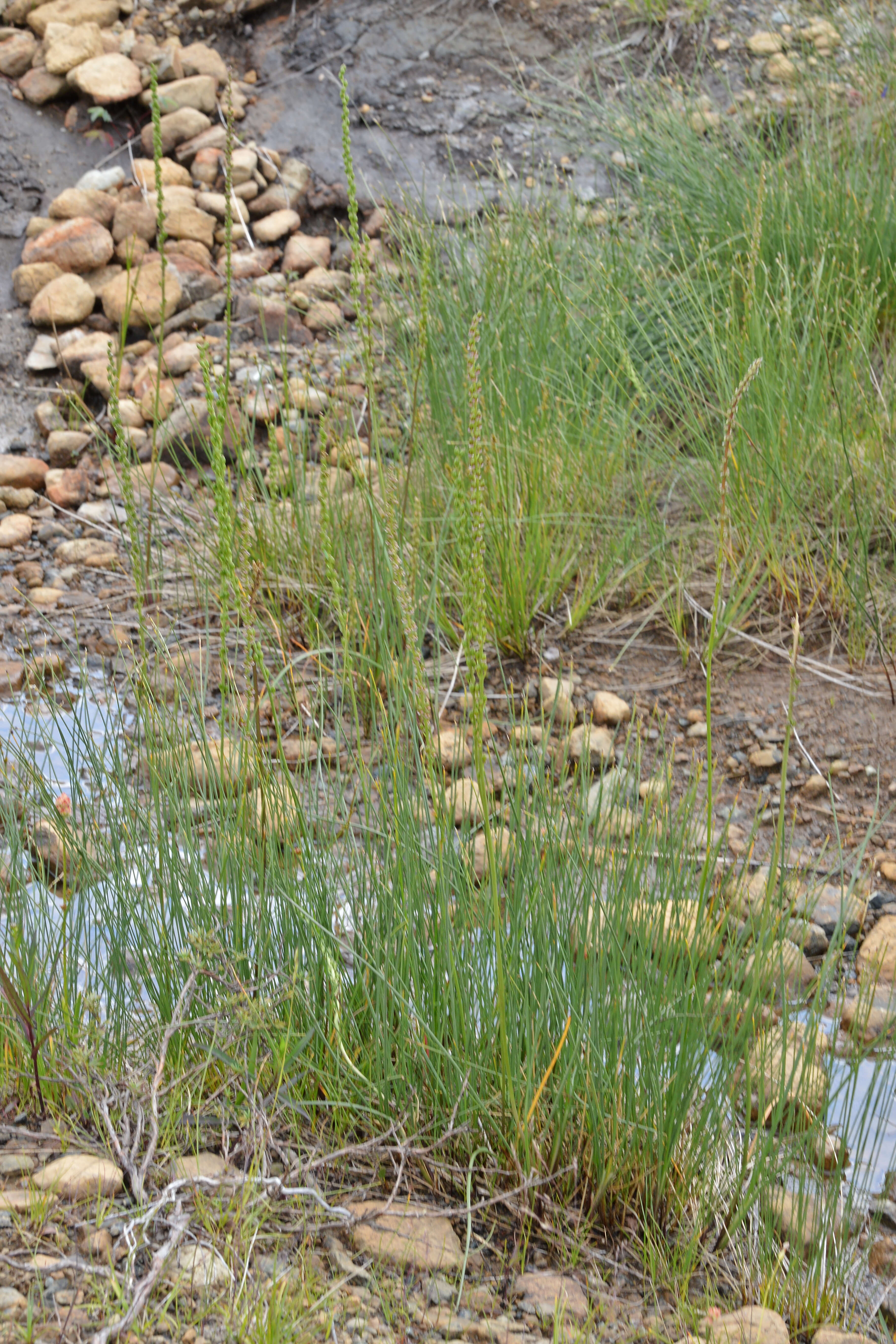 Image of Sea Arrowgrass