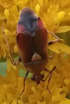 Image of red capsid bug