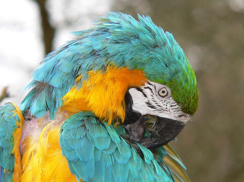 Image of Blue-and-yellow Macaw