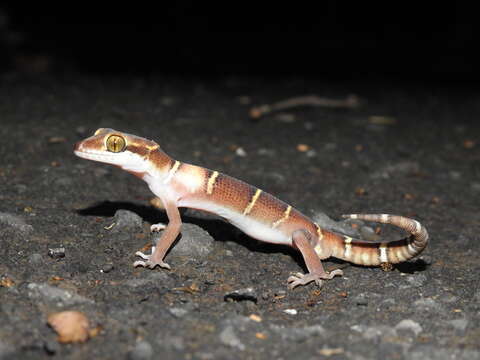 Image of Banded Ground Gecko