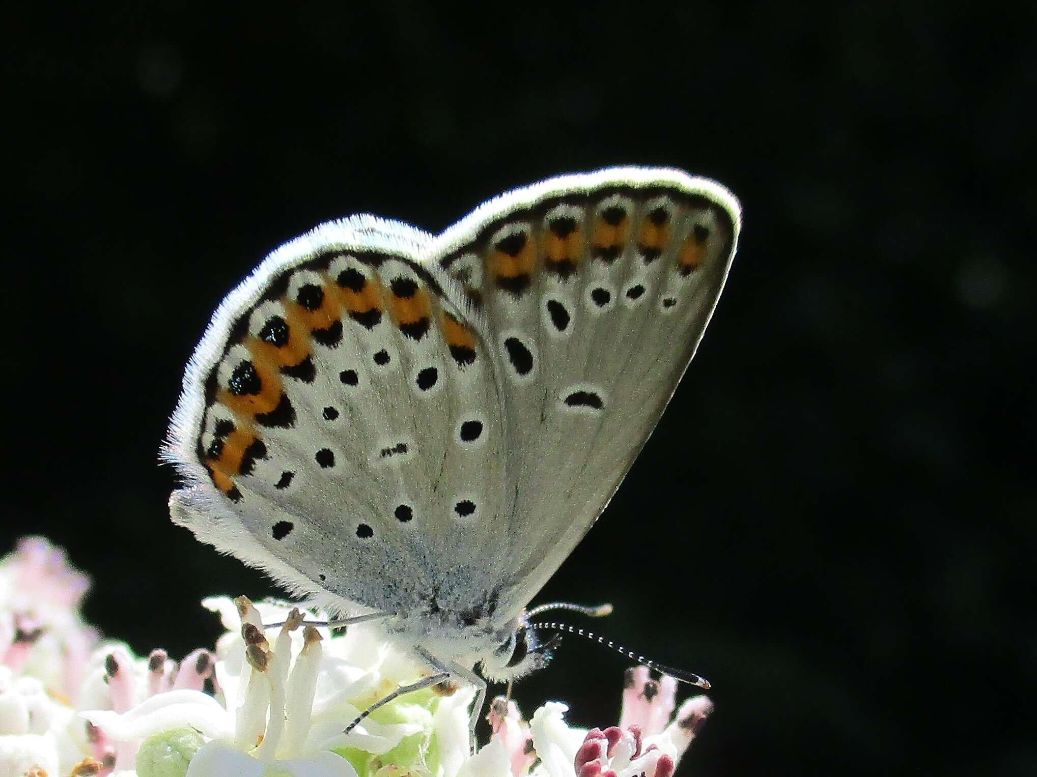 Imagem de Plebejus argyrognomon (Bergsträsser (1779))