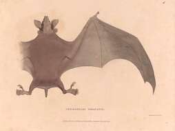 Image of Greater Naked Bat