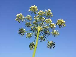 Image of Peucedanum palustre