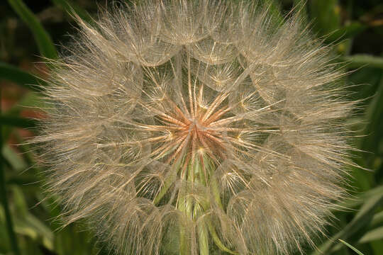 Image of yellow salsify