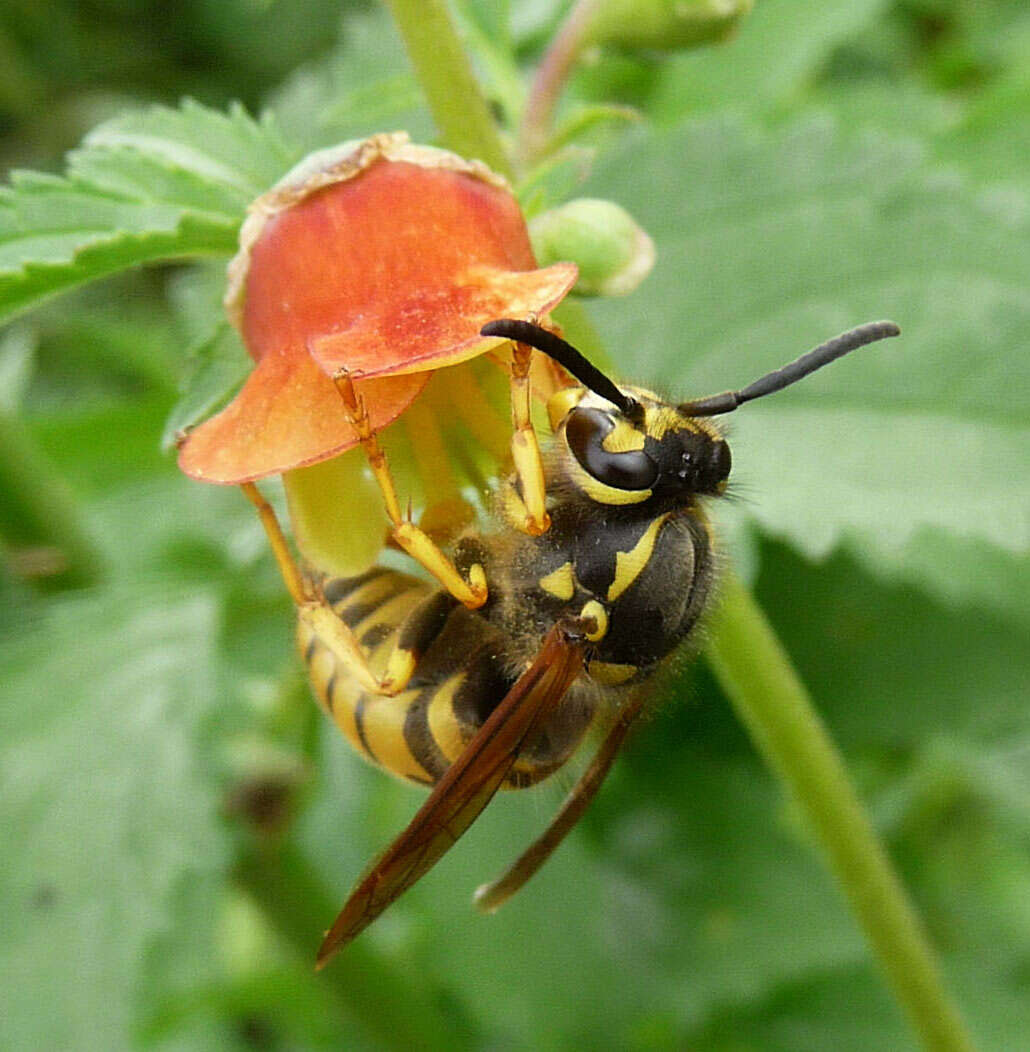 Scrophularia sambucifolia L. resmi