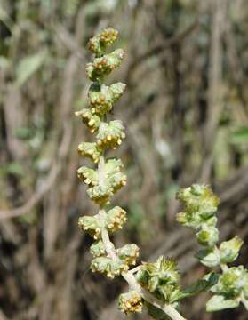 Image of San Diego bur ragweed