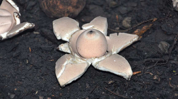 Image of Collared Earthstar