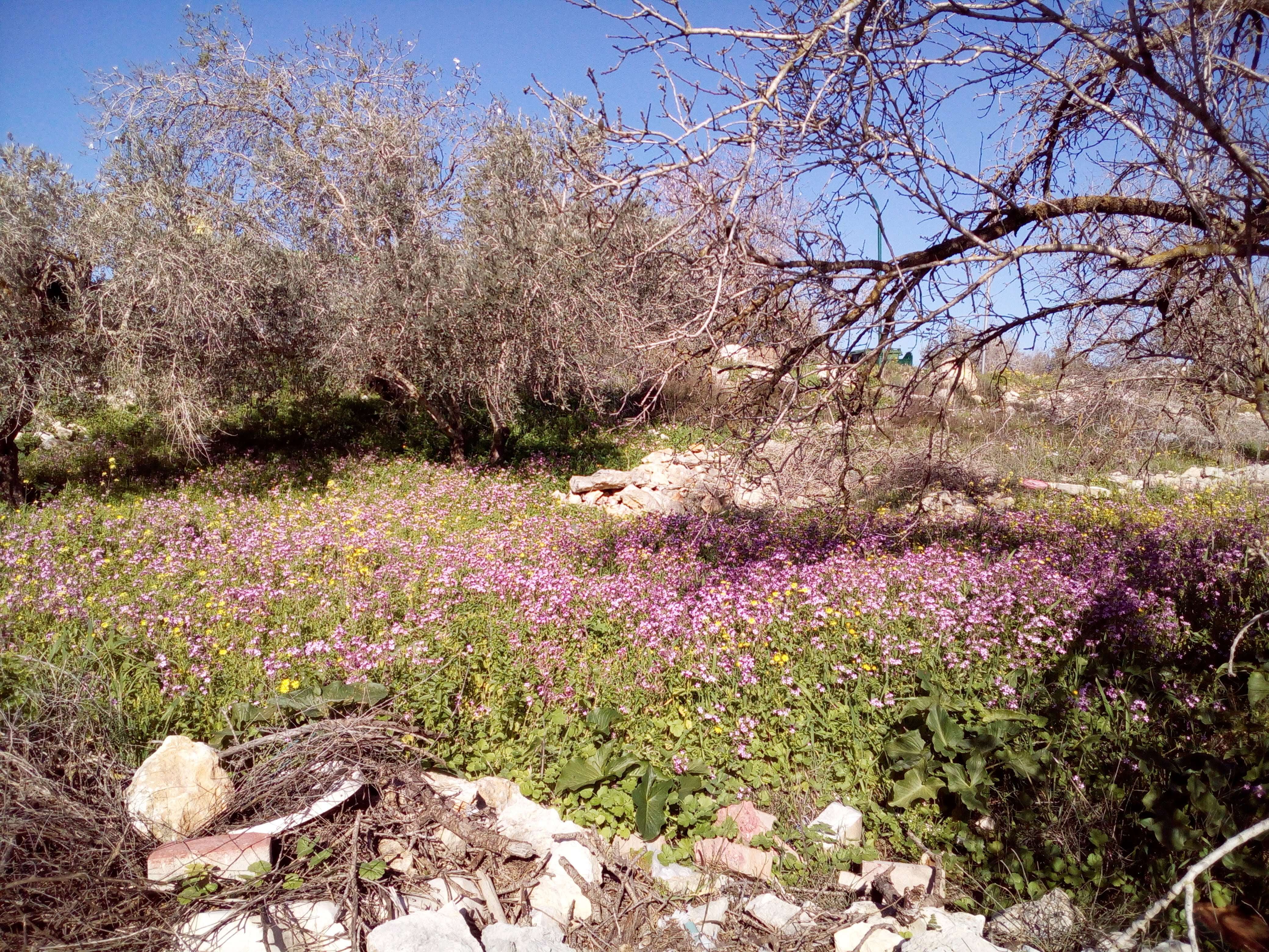 Silene aegyptiaca (L.) L. fil.的圖片