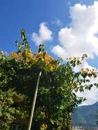 Слика од Bougainvillea