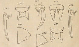 Image de Conocephalus