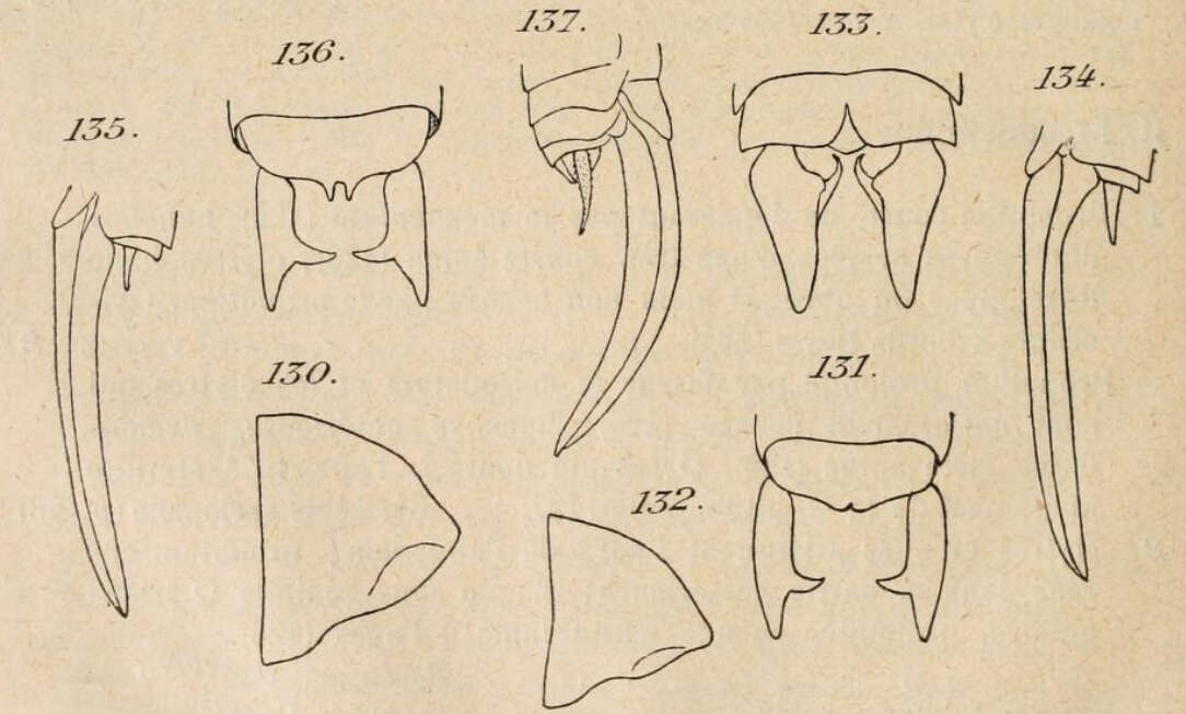 Image de Conocephalus