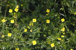 Слика од Potentilla crantzii (Crantz) Beck